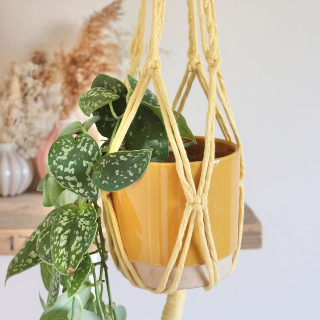 Buttermilk plant hanger